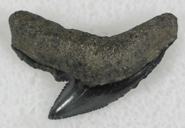 Fossil Tiger Shark Tooth - South Carolina #25304